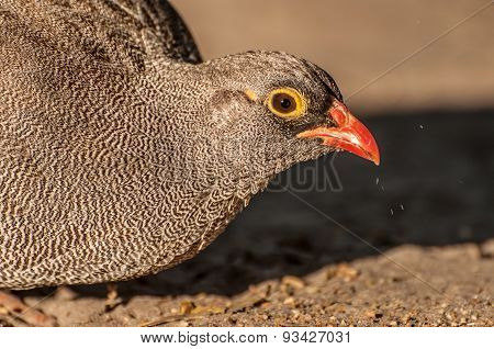 Common Quil Feeding