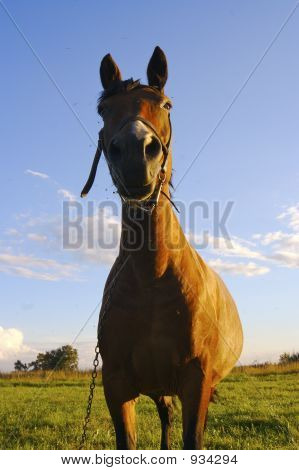 Wieś konia na zachód słońca