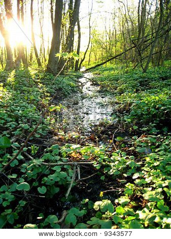 Forêt streem