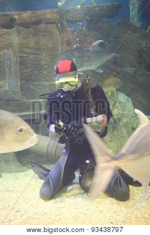 SOCHI, RUSSIA - JUL 24, 2014: Diver in the aquarium with fish at the Oceanarium Sochi Discovery World Aquarium