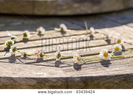 Daisy Chain