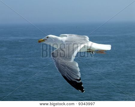 Nível dos olhos gaivota