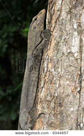 Monitor lizard