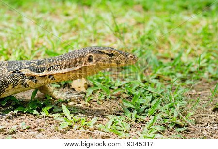 Monitor lizard
