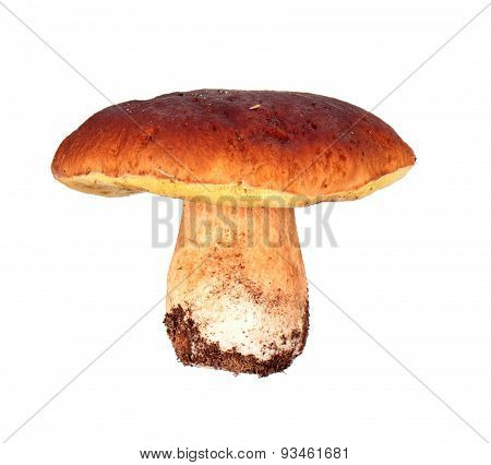 Mushroom: Boletus Edulis