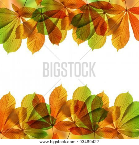 Frame from autumn leaves of chestnut tree