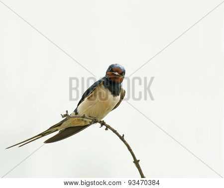 Barn Swallow