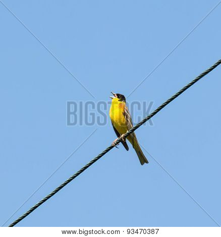 Black-headed Bunting