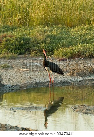 Black Stork
