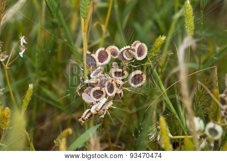 Mediterranean Hartwort