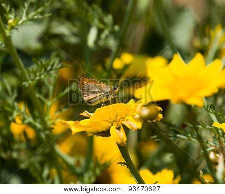 Small Skipper Butterfly