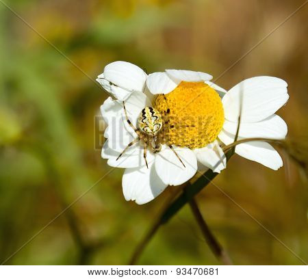 Aculepeira Armida Spider