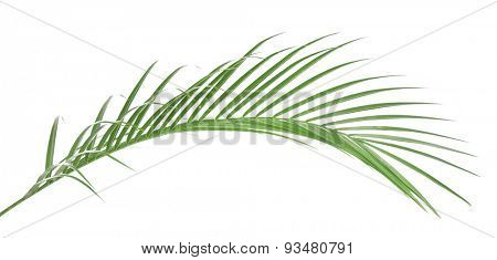 Beautiful palm leaf isolated on white