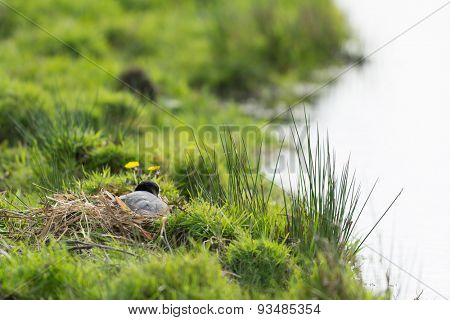 Eurasian coot in nest at the ground