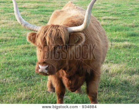 Highland kráva