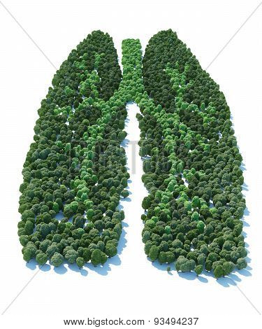 Tree With Form Of Human Lung