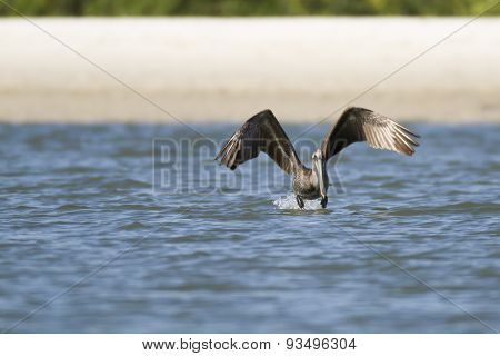 Brown Pelican At Takeoff