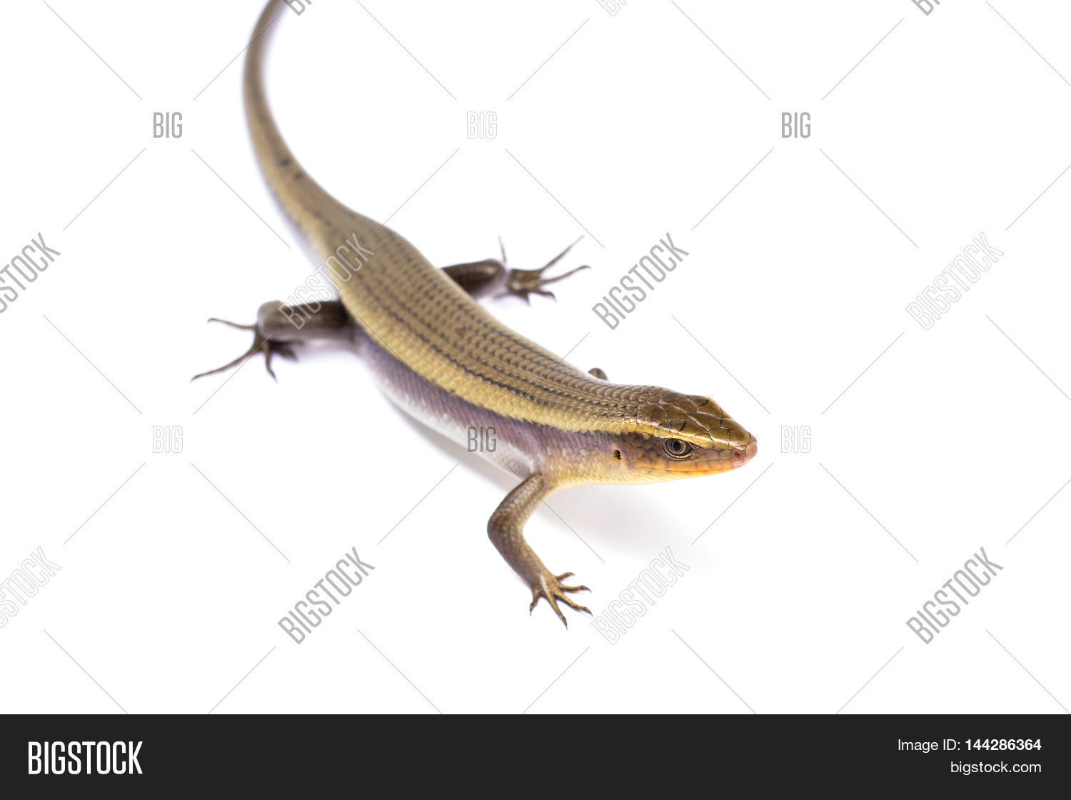 Image Preview