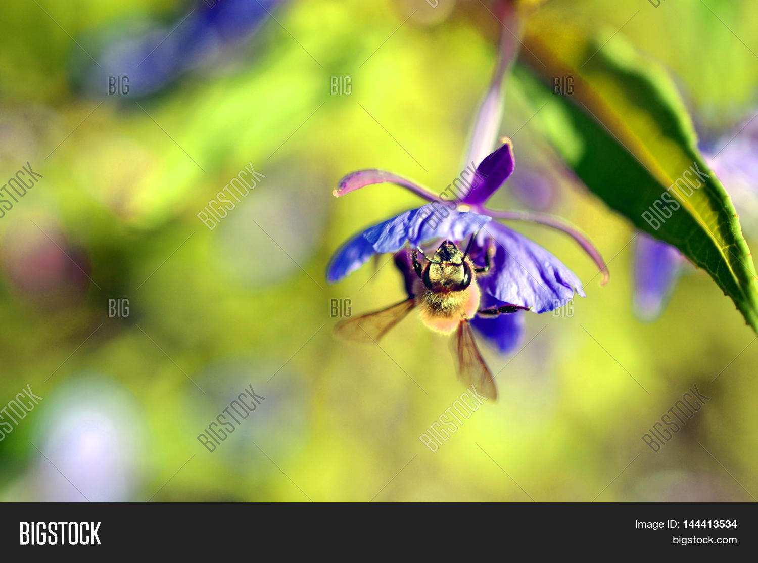 Image Preview
