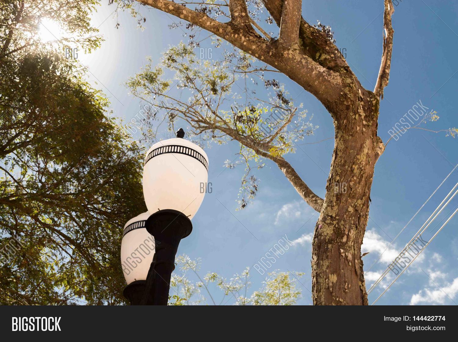 Arvore E Poste Antigo Image Photo Free Trial Bigstock