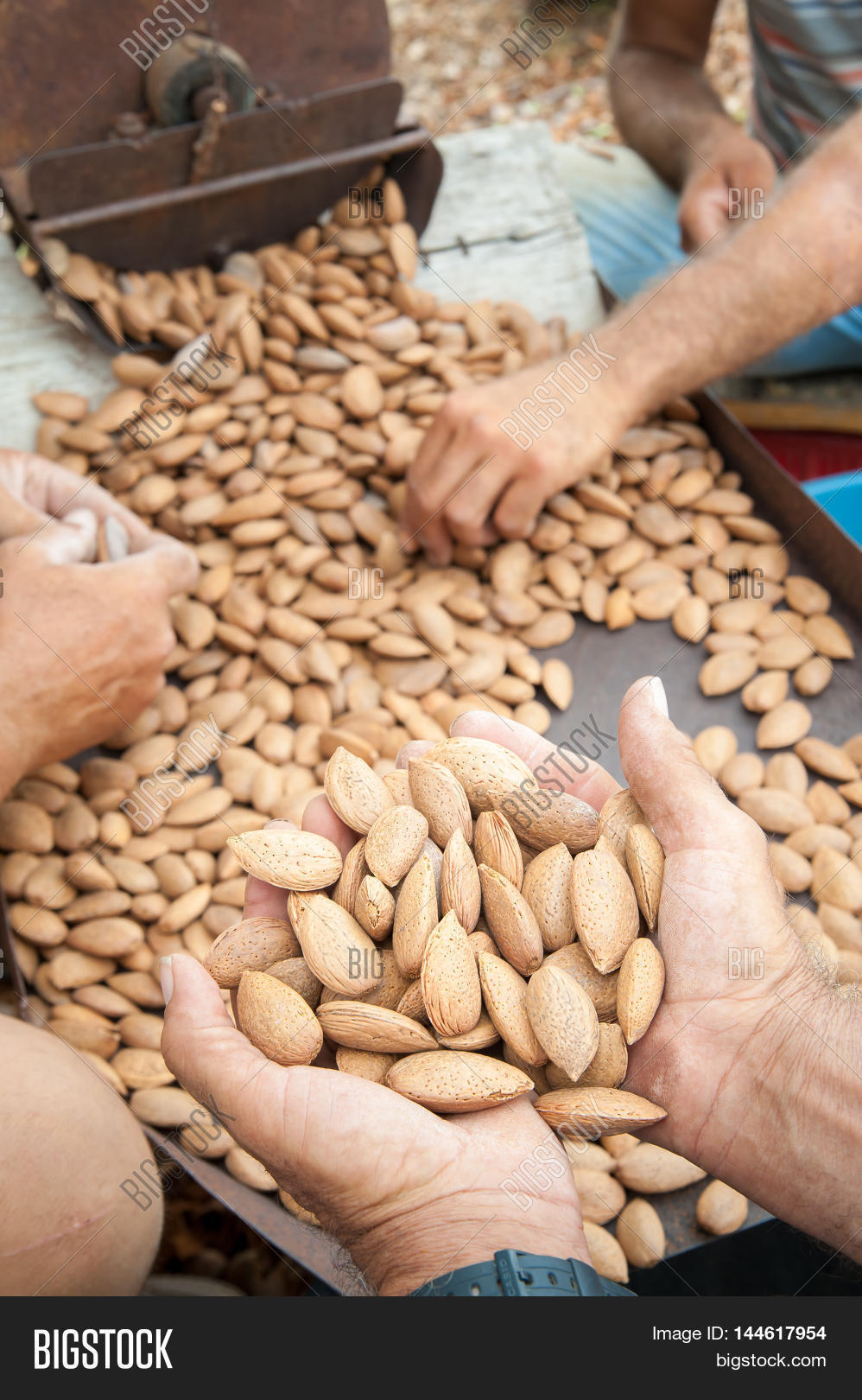 Almond Harvest Time Image & Photo (Free Trial) Bigstock