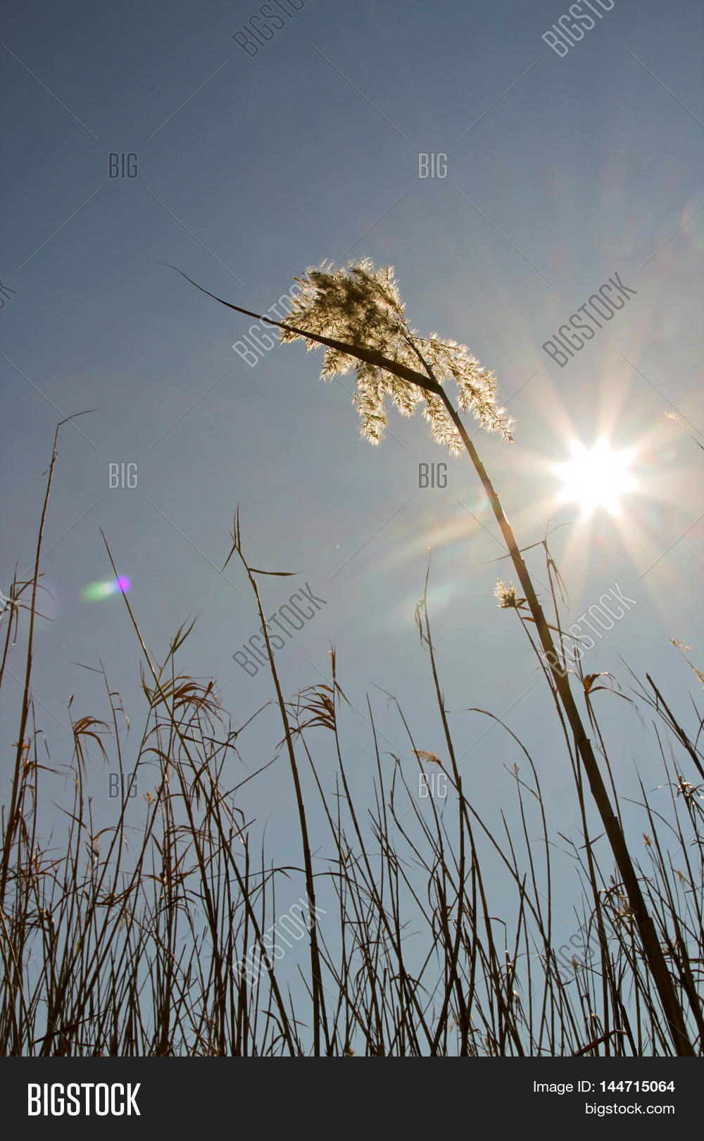 Image Preview