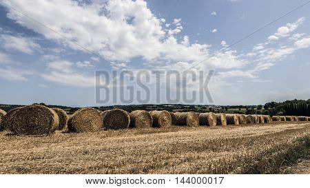 cylindrical hay bales line in a field
