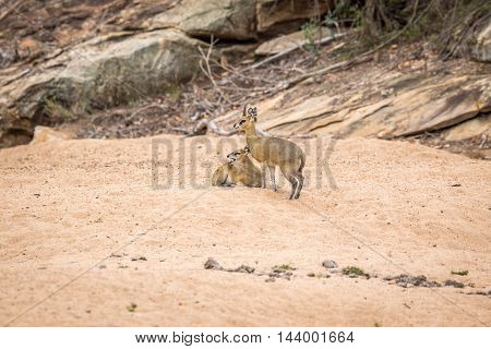 Two Klipspringers In The Sand In The Kruger.