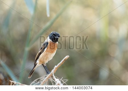 Siberian Stonechat or Saxicola Maurus (Male) in a farm in Bahrain