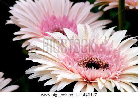 Daisies