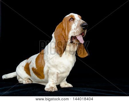 Dog breed Basset Hound in black background photo