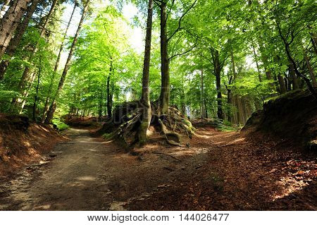 Small Forest crossroads with trees and dirt road