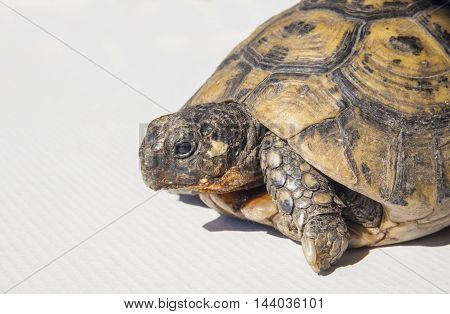Testudo hermanni tortoiseon a white isolated background. Side closeup