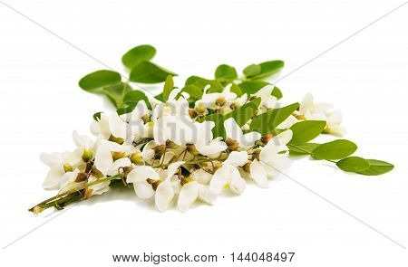 Acacia spring tree on a white background