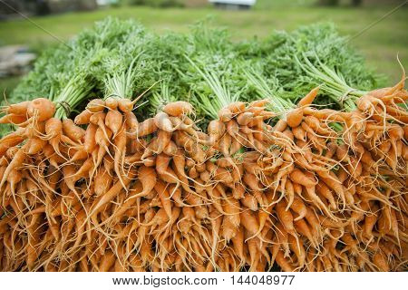 close up fresh carot in organic farm
