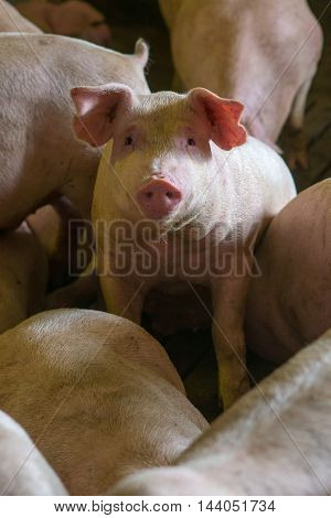 pig in pig sty on arganic farm