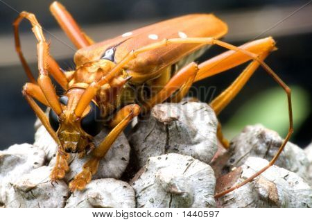 Scarabeo di foresta pluviale tropicale