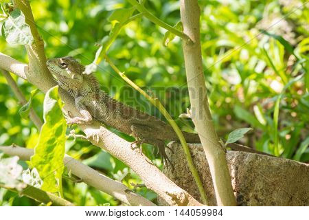 The lizards walk on The little tree