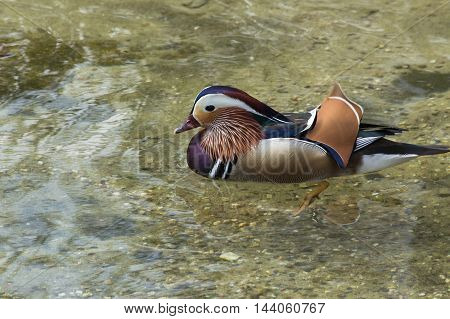 Closeup Mandarin duck (Aix galericulata) swimming in a pond.