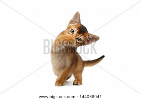 Funny Abyssinian Kitty Close paw his nose, on Isolated White Background