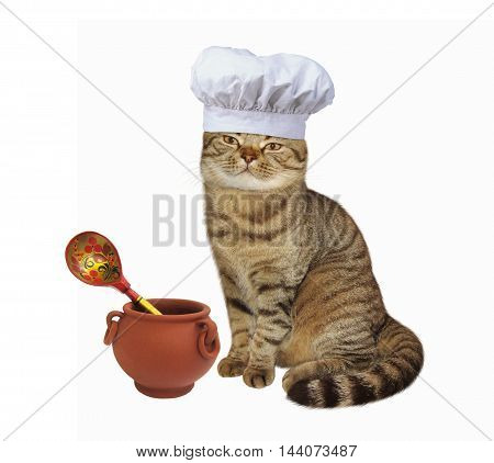 Scottish Straight cat cook in chef hat.
