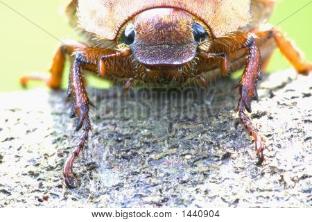 Scarabeo di foresta pluviale tropicale