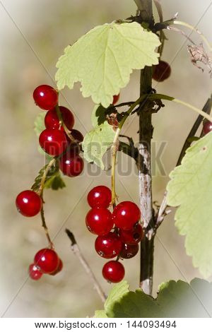 red currant berries ripening on the schrub