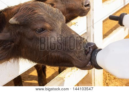 Feeding a baby of murrah buffaloes from bottle