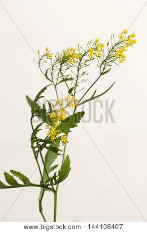 Upland cress on a light background close up shot