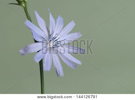Cichorium intybus on a green background close up