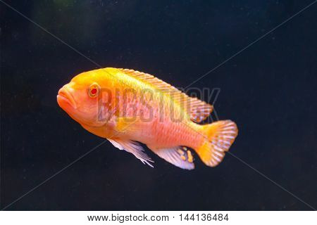 One orange aulonocara fish swimming on black background