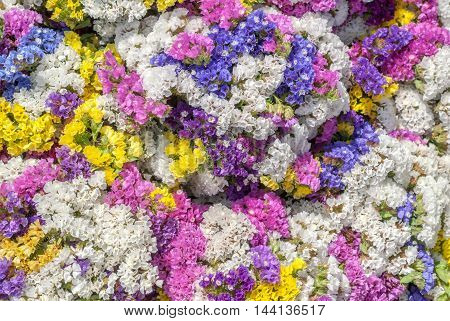 colorful flower carpet - limonium sinuatum (statice salem), bouquets of flowers