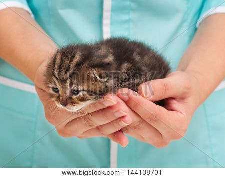Unfortunate newborn kitten in hands of the veterinarian close-up