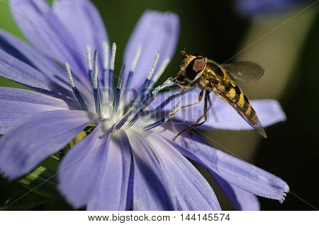 Bee Tirelessly Gathering Pollen from a Tiny Blue Flower